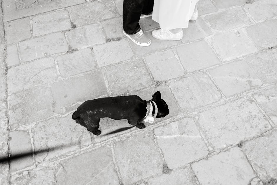 Black French Bulldog on a leash walking on urban pavement with people.